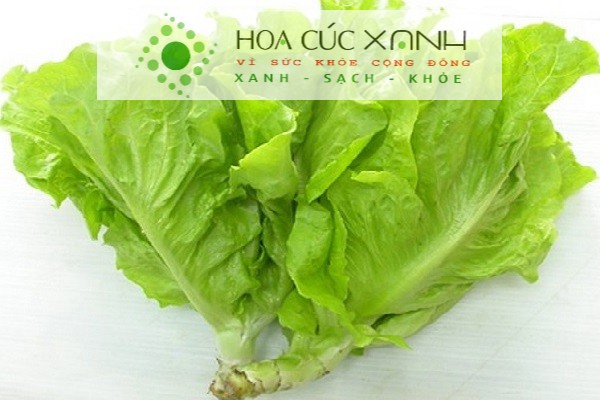Hình ảnh cây rau xà lách tươi xanh phổ biến
