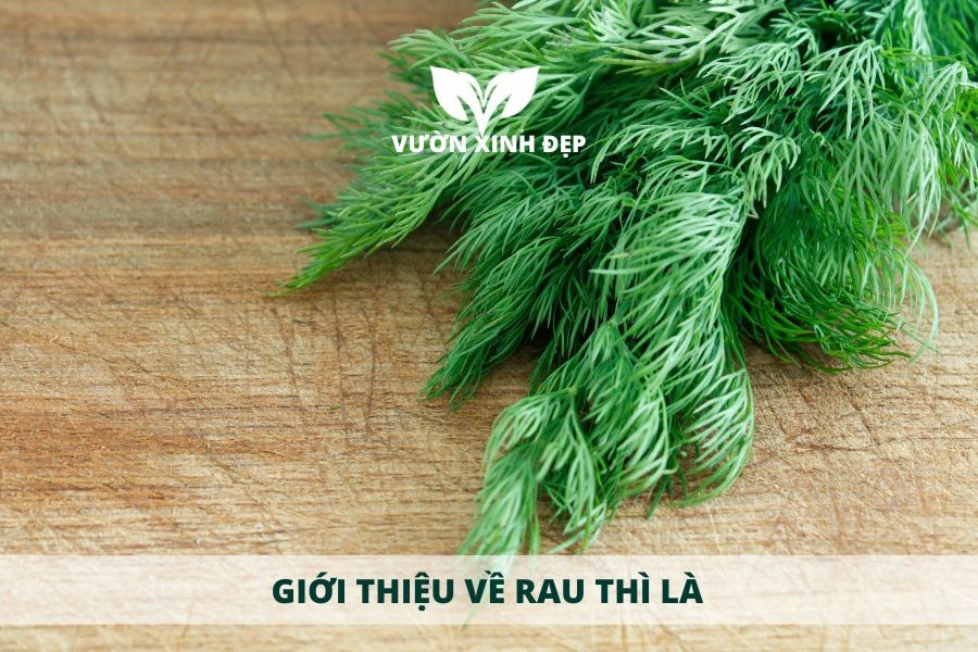 Hình ảnh minh họa cây thì là xanh tốt