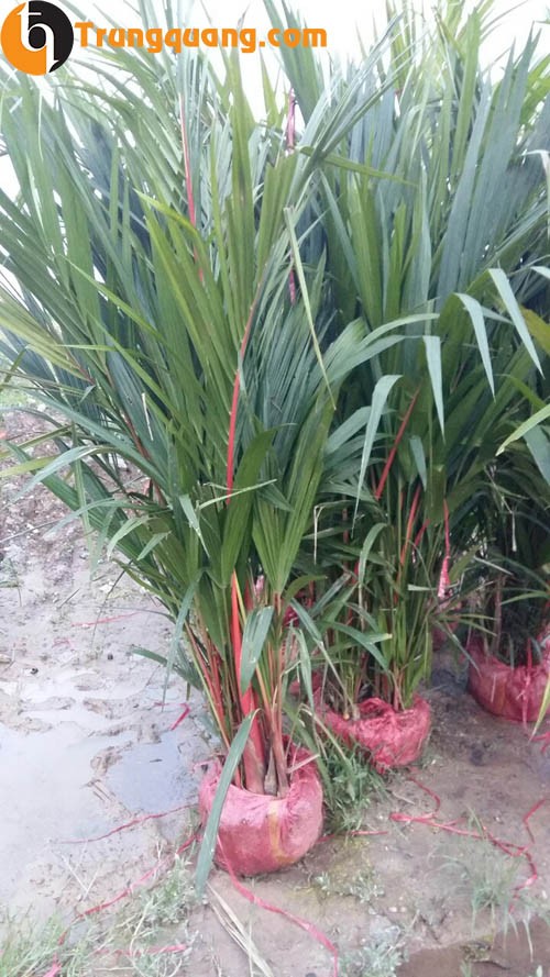Giống cây cau thân đỏ tại vườn ươm