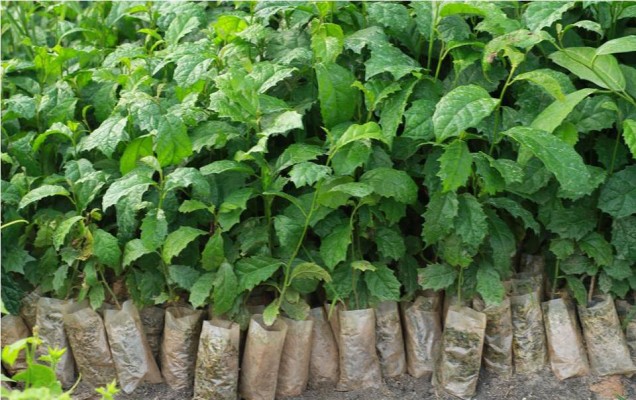 Hom giống cây xạ đen sẵn sàng để trồng