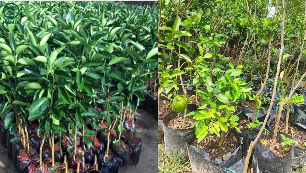 Chọn giống cây quýt đường khỏe mạnh từ nhà vườn uy tín