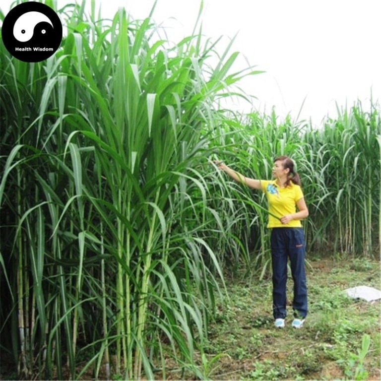 Ưu điểm vượt trội của giống cỏ voi trong chăn nuôi