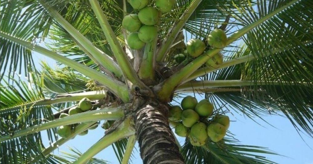 Đặc điểm của giống dừa cao
