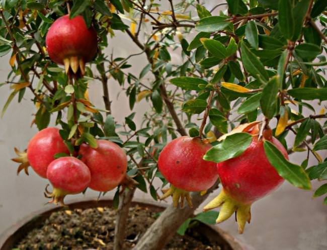 Trồng lựu lùn trong chậu cảnh