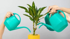 Tưới nước cho cây kim ngân trong chậu đúng kỹ thuật