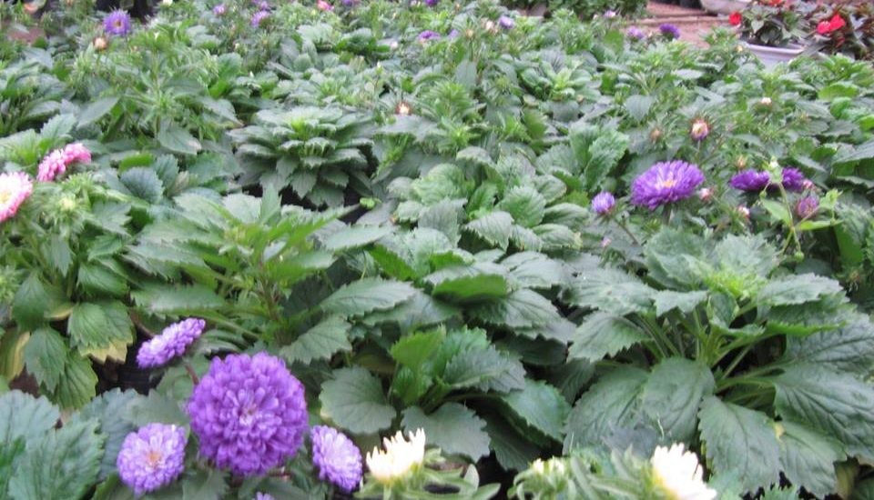 Cây cúc magic thân mập, lá xanh tươi cho thấy sự phát triển tốt