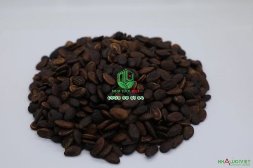 Chọn hạt giống dưa hấu không hạt chưa xử lý thuốc diệt nấm để đảm bảo trồng hữu cơ.