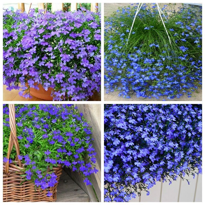 Cận cảnh hoa lobelia rủ màu xanh với nhụy trắng