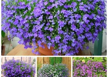 Gieo hạt hoa lobelia vào khay ươm hạt