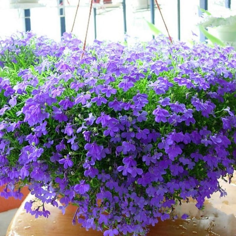 Cây con hoa lobelia rủ đang phát triển trong bầu đất
