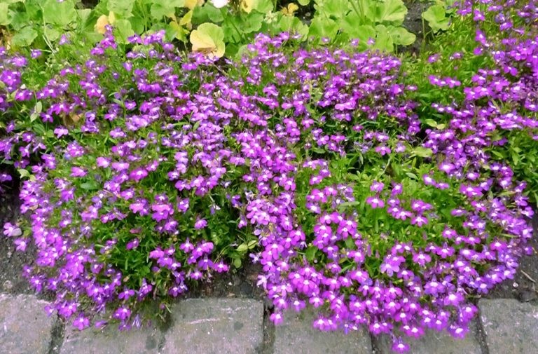 Khay ươm chứa nhiều hạt giống hoa lobelia đang nảy mầm