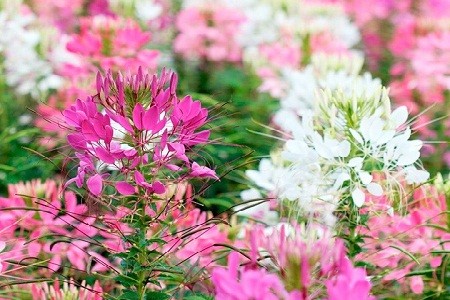 Hoa Túy Điệp hồng khoe sắc dưới nắng