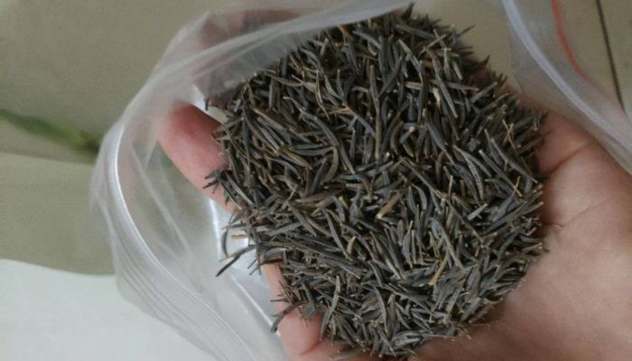 Chọn hạt giống to khỏe để trồng