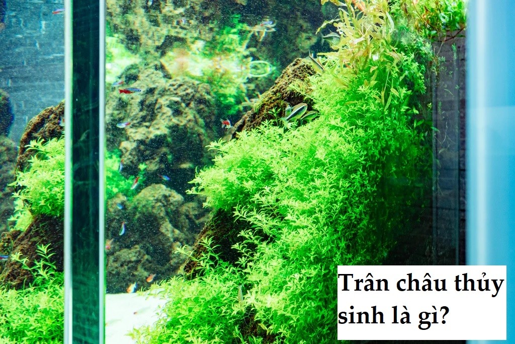 Hạt giống hoặc cụm cây nhỏ trân châu Nhật thủy sinh