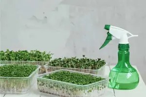Tưới nước cho khay rau mầm bằng bình phun sương