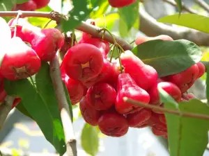 Quả roi chín mọng trên cành sau khi trồng và chăm sóc