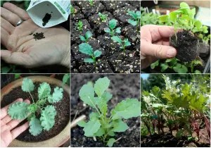 Các giai đoạn sinh trưởng của cải kale từ hạt giống đến cây trưởng thành