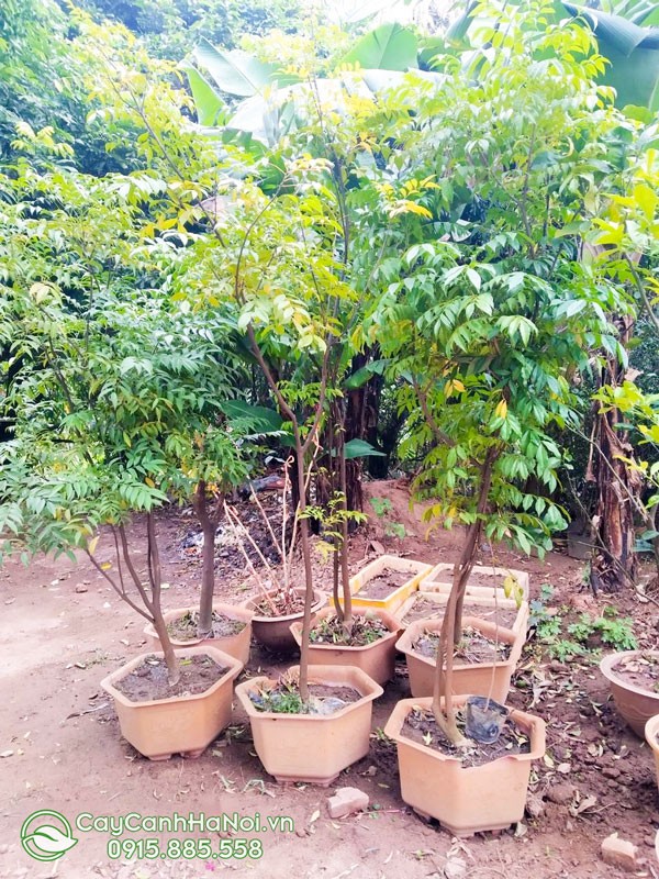 Hình ảnh cây mắc mật trưởng thành