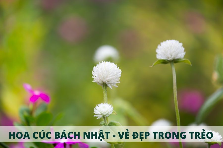 Cận cảnh bông cúc bách nhật trắng