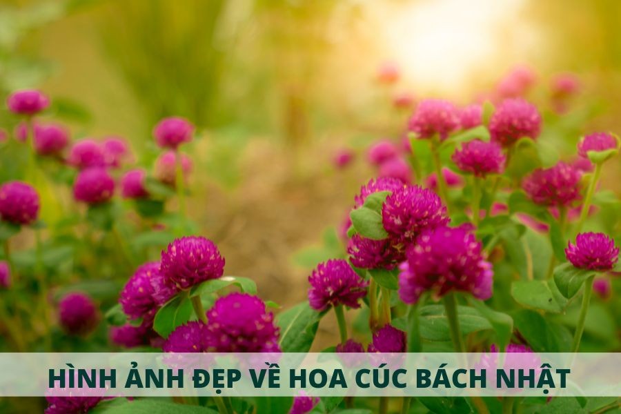 Vườn hoa cúc bách nhật đẹp