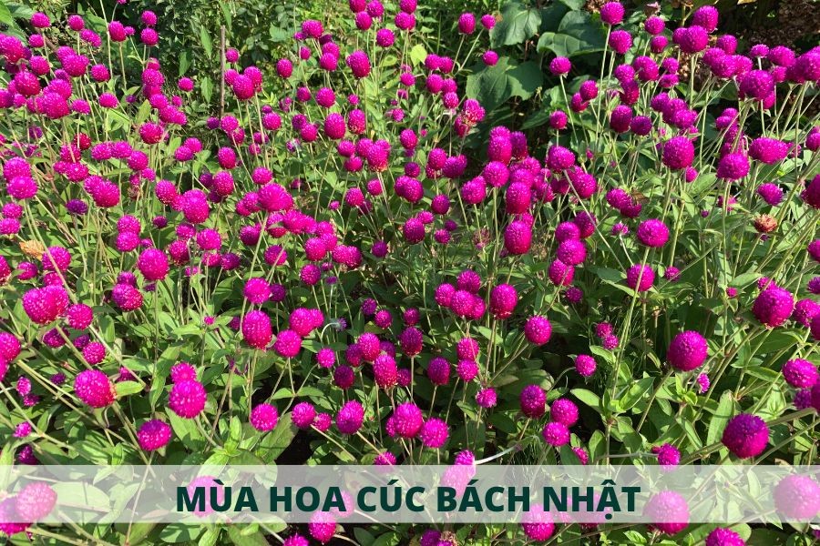 Hình ảnh hoa cúc bách nhật với bướm