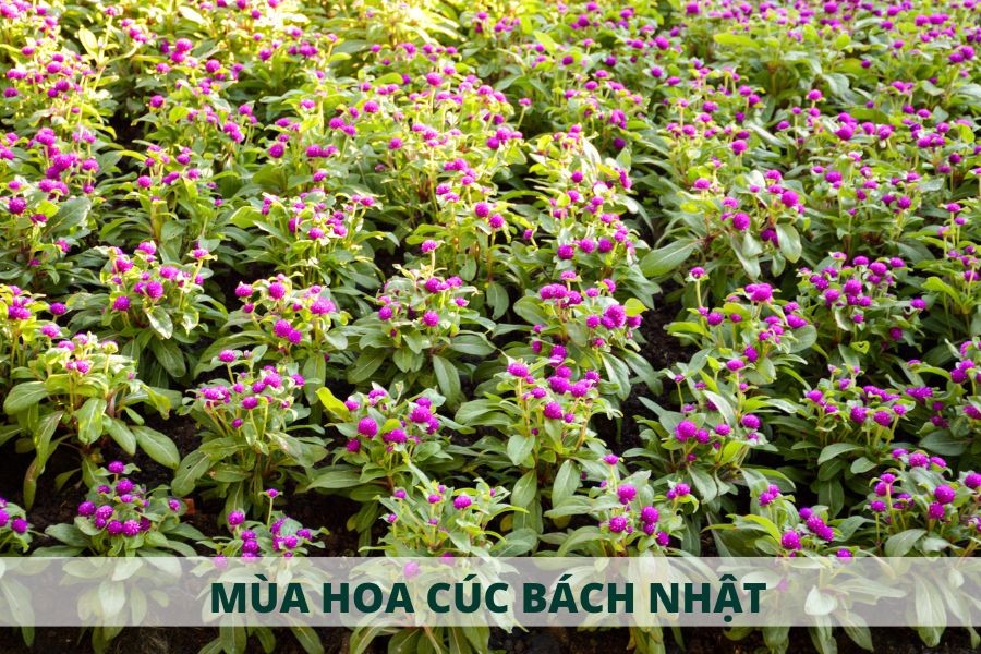 Cánh đồng hoa cúc bách nhật đẹp rực rỡ