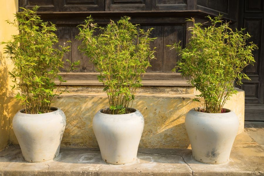 Chậu trúc Quân Tử trang trí nội thất mang vẻ đẹp thanh lịch