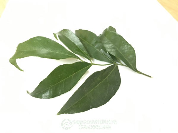 Hình ảnh lá mắc mật tươi