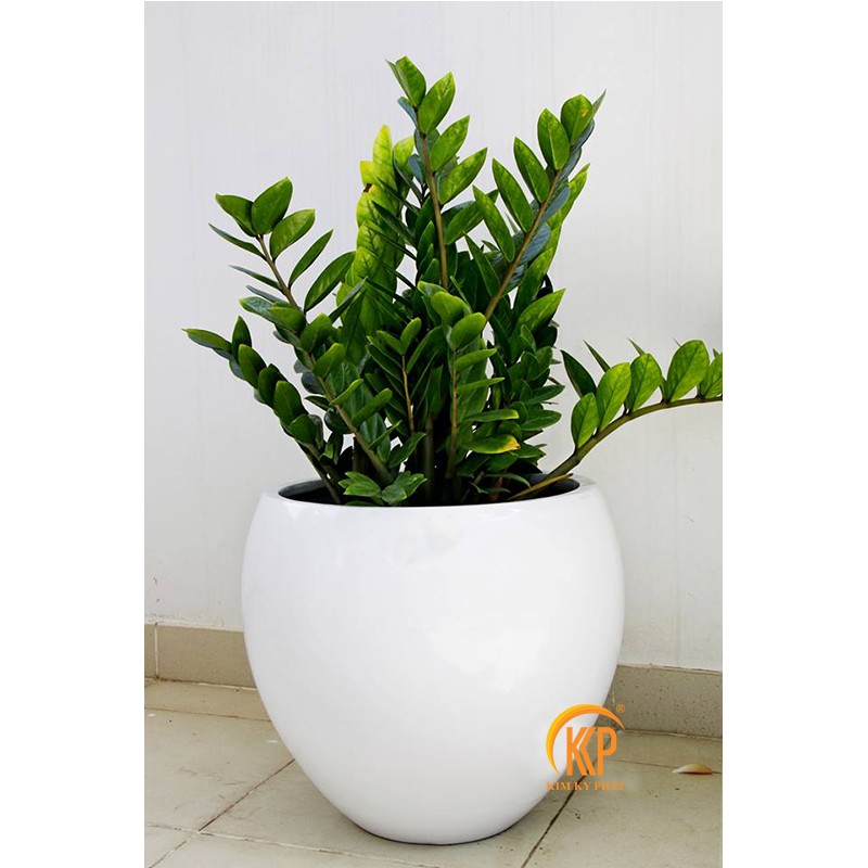 Mô tả cây kim phát tài trưởng thành trong chậu, phù hợp trang trí nội thất