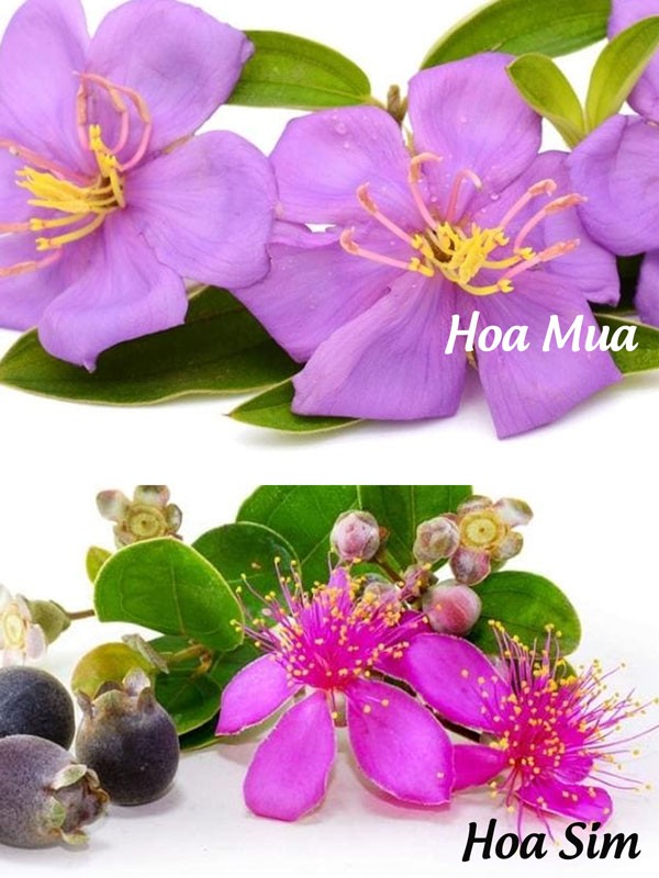 Phân biệt hoa mua và hoa sim qua hình dáng bông hoa
