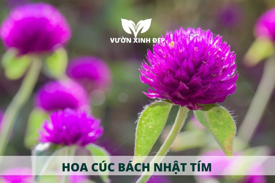 Hình ảnh hoa cúc bách nhật màu tím rực rỡ nở rộ