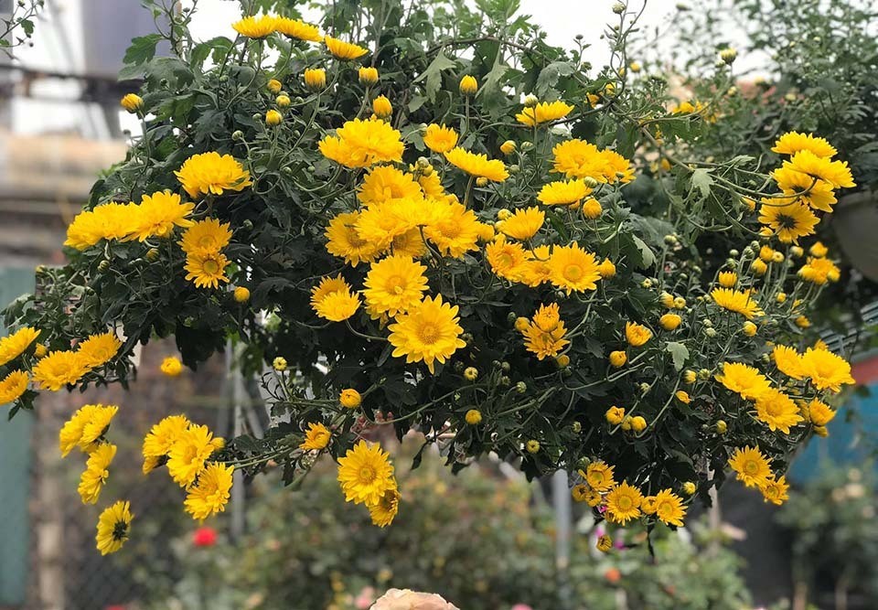 Giống hoa cúc rủ bông to đẹp mắt