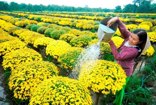 Chậu hoa cúc vàng rực rỡ đang nở rộ, sẵn sàng cho dịp Tết