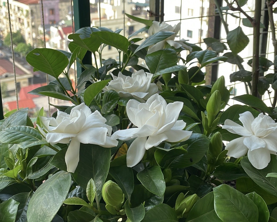 Hoa bạch thiên hương nở rộ