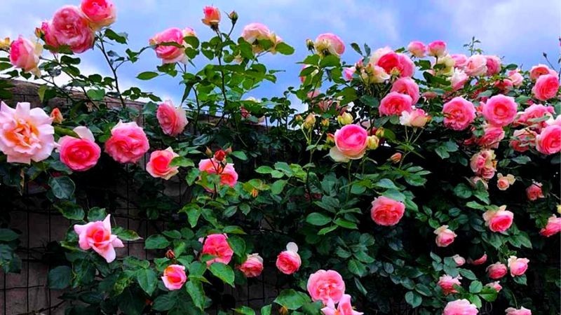 Hoa hồng cổ Sapa với bông to và nhiều cánh