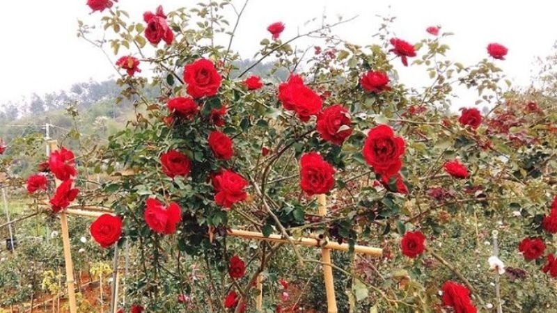 Hoa hồng cổ Sơn La sắc đỏ quyến rũ