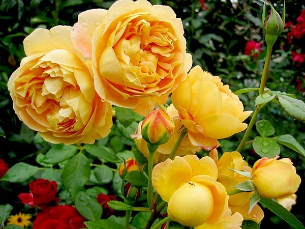 Golden Celebration Rose - hồng leo màu vàng rực rỡ