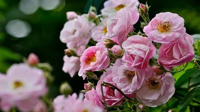 Hoa hồng leo Tầm Xuân - cây cảnh leo giàn