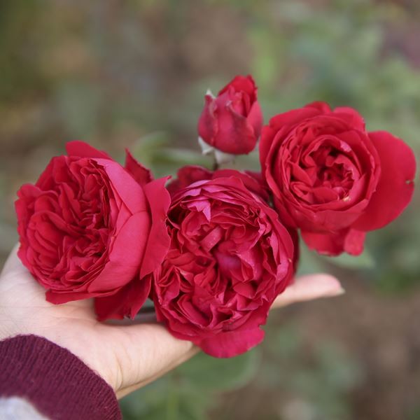 Tổng thể cây hoa hồng Red Eden thân leo trên giàn