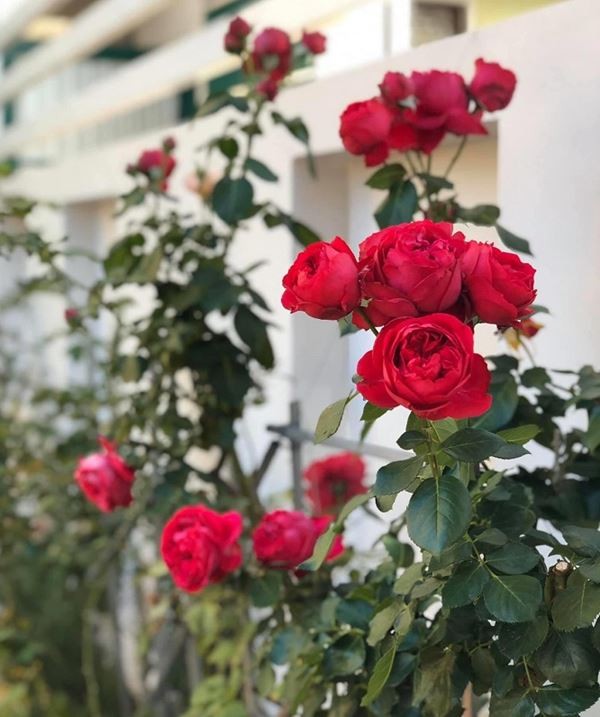 Cắt tỉa cành giúp cây hoa hồng Red Eden ra chồi mới
