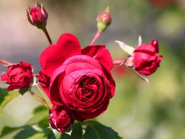 Chuẩn bị chậu và đất để trồng hoa hồng Red Eden