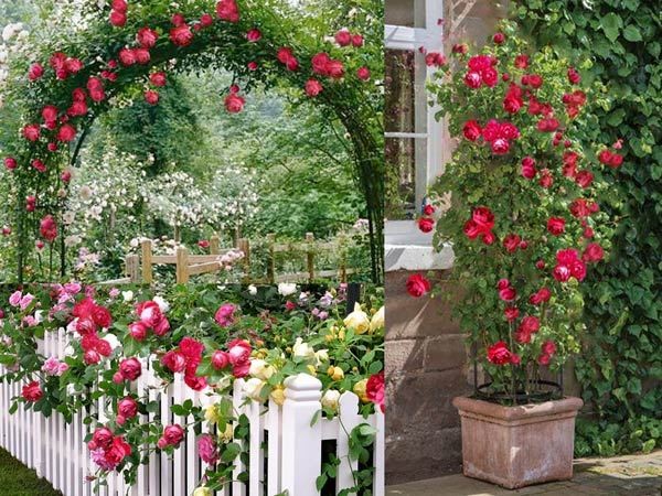 Bón phân hữu cơ cho gốc cây hoa hồng Red Eden