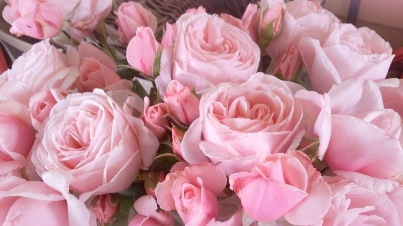 Hoa hồng phấn nữ hoàng sắc hồng dịu dàng