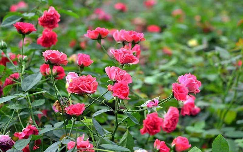 Hoa hồng tỉ muội - bụi thấp sai hoa