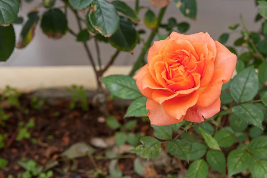 Kỹ thuật trồng hoa hồng trà lai