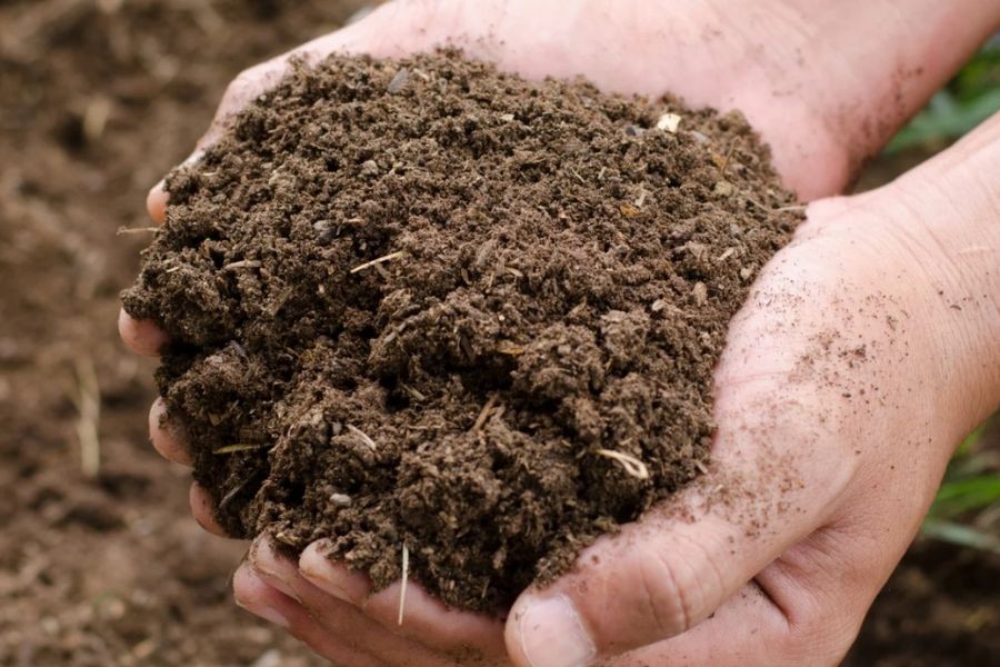 Chuẩn bị đất trồng hoa hồng trà lai