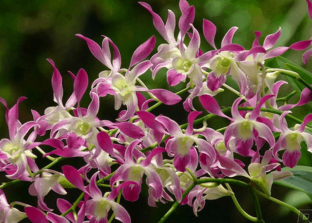 Minh họa cách trồng lan Dendro nắng giúp cây nhanh ra rễ