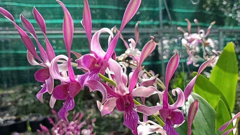 Hình ảnh cây lan Dendro nắng khỏe mạnh với bộ rễ xanh tốt đang phát triển