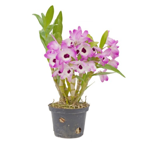 Các loại giá thể phổ biến dùng trồng lan dendro xuân như vỏ thông, xơ dừa