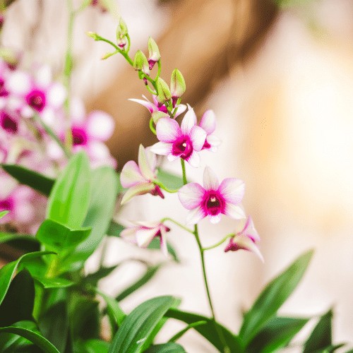 Mô tả hoa lan dendro xuân tím và hồng nở rộ